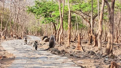 Monkey setting on rock and eating foods. Another monkey coming nearby. Stock Footage 237088002
