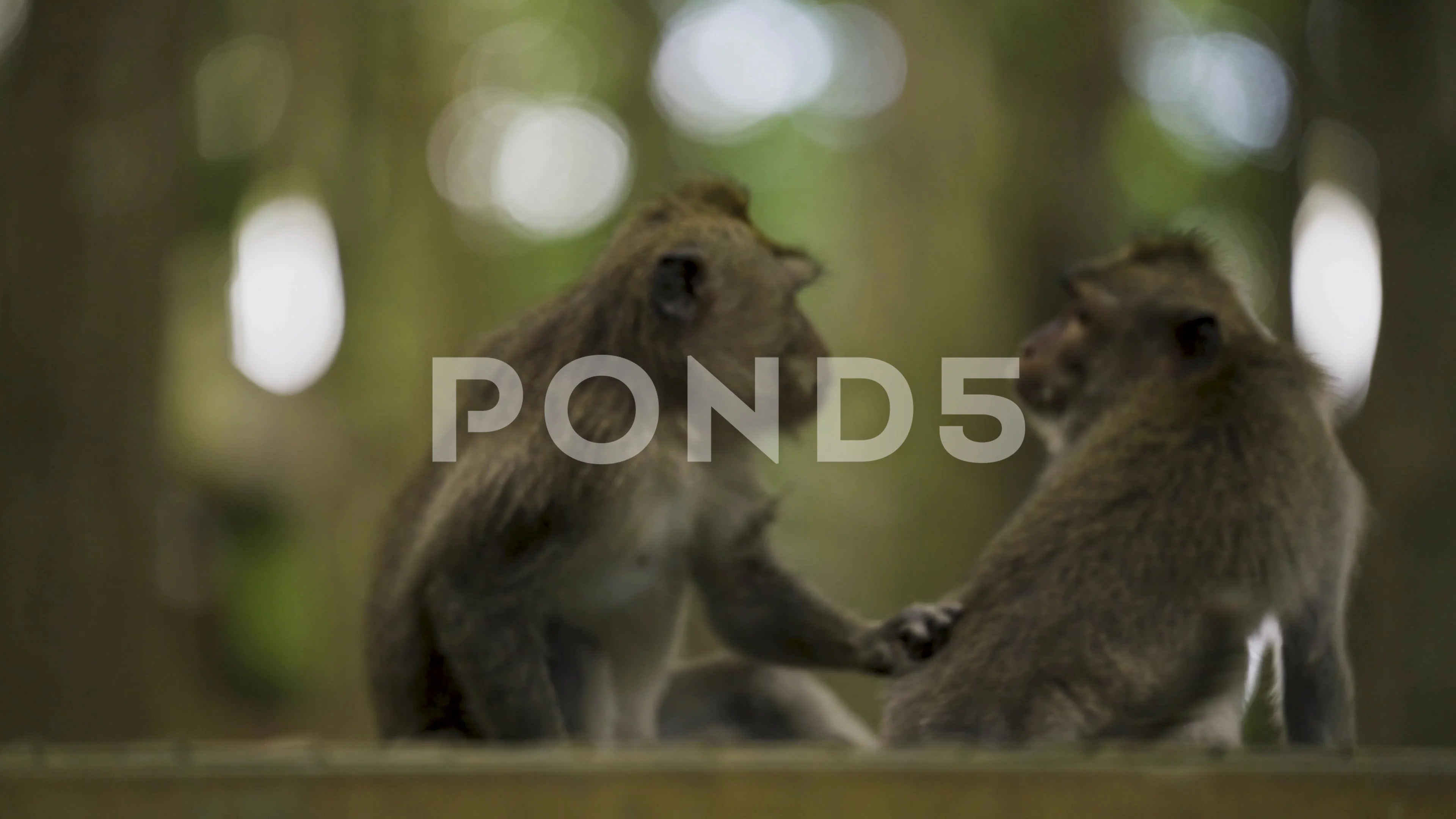 monkey sex | Stock Video | Pond5