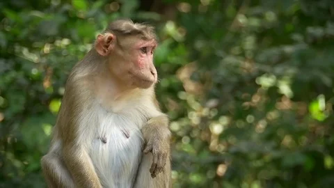 Monkey shaking in slow motion Stock Footage 81097844