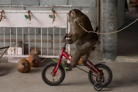 Monkey Show in India Stock Photos