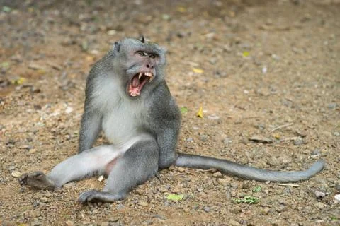 Monkey showing fangs Stock Photos
