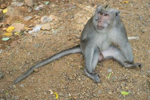 Monkey showing fangs Foto stock