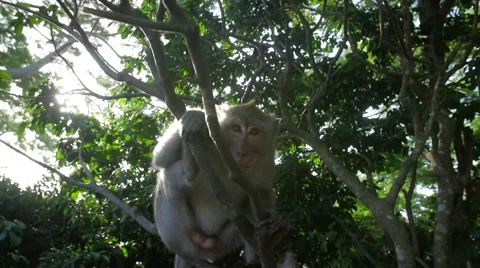 Monkey shows Fangs Stock Footage 55455530