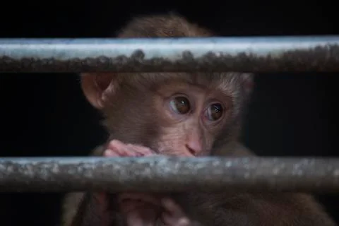 The monkey side eyed glance colored Stock Photos