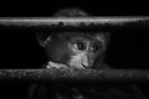 The monkey side eyed glance  Stock Photos