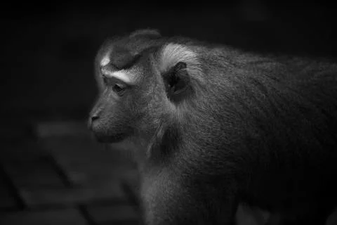 Monkey Side on Face Stock Photos