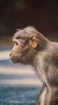 Monkey side head Stockfoto's