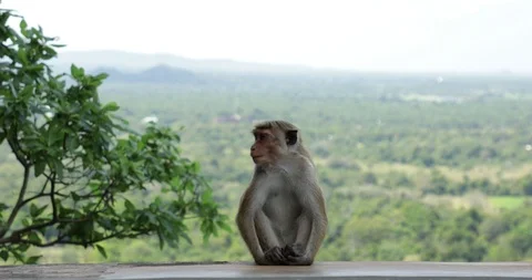 Monkey on Sigiria Stock Footage 86661403