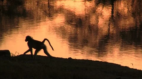 Monkey silhouette Stock Footage 8624713