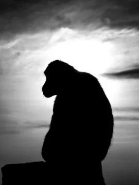 Monkey Silhouette Stock Photos