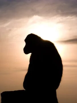 Monkey-silhouette Stock Photos