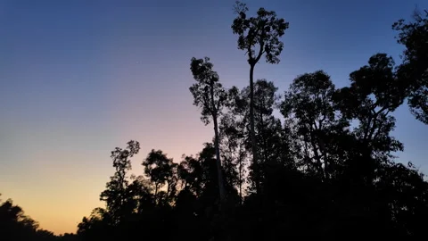 Monkey Silhouettes in Tree at Sunset, Tanjung Puting National Park, Borneo Stock Footage 346431656