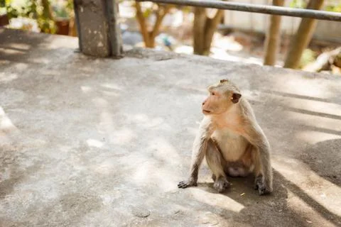 Monkey sit on concrete floor Stock Photos