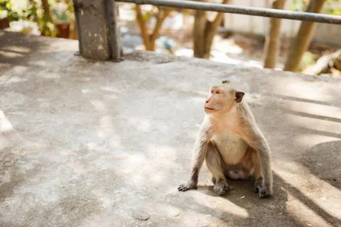 Monkey sit on concrete floor Stock Photos