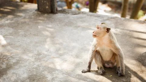 Monkey sit on concrete floor Stock Photos