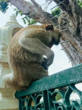 Monkey sit on the floor Stock Photos