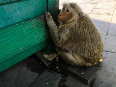 Monkey sit on the floor Foto stock