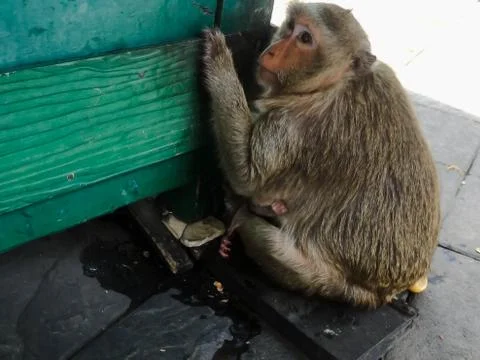 Monkey sit on the floor Stock Photos
