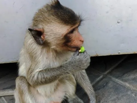 Monkey sit on the floor Stock Photos