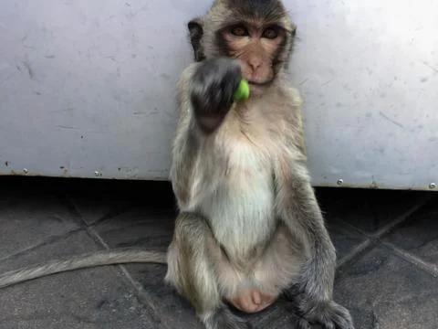 Monkey sit on the floor Stock Photos