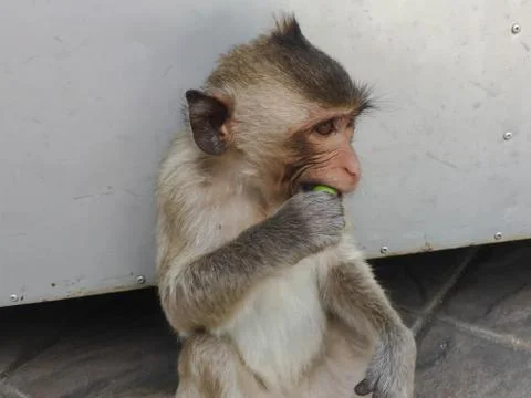 Monkey sit on the floor Stock Photos