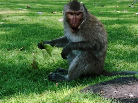 Monkey sit on the floor Stock Photos