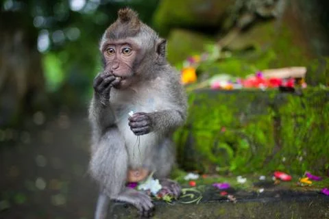 The monkey sit in the forest Stock Photos