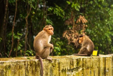 Monkey Sit road side in mountain road Stock Photos