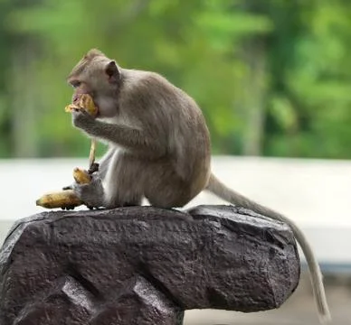 Monkey sit on a stone Stock Photos