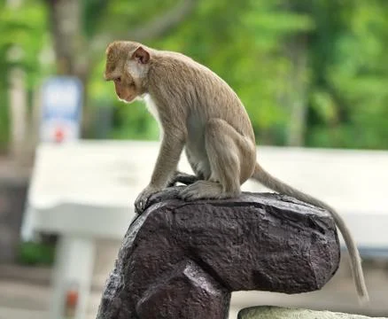 Monkey sit on a stone Stock Photos