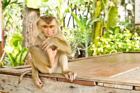 Monkey sit on table Stock Photos
