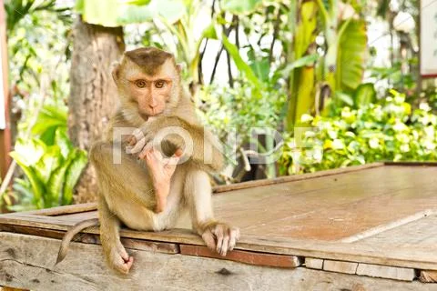 Monkey sit on table Stock Photos