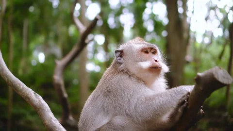 Monkey sit on the tree and eat. Green wild jungle around, wildlife park. Video stock 127899545