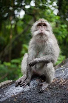 The monkey sit on tree stick in the forest Stock Photos