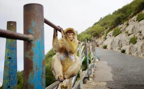 Monkey siting on the railing. Gibraltar wild living monkey. Stock Photos