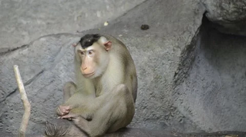 Monkey siting on rock Stock Footage 56272752