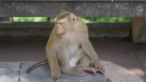 A monkey siting on the rock  Stock Footage 156815691