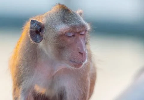 Monkey siting sleeping. Stock-Fotos