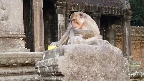 A monkey sits and chews in the ruins of the temple of Angkor Wat Stock Footage 105879827