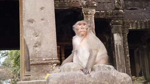 A monkey sits and chews in the ruins of the temple of Angkor Wat Stock Footage 105879943