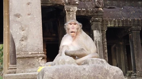 A monkey sits and chews in the ruins of the temple of Angkor Wat Stock Footage 105879988