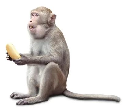 Monkey sits and eats banana Stock Photos