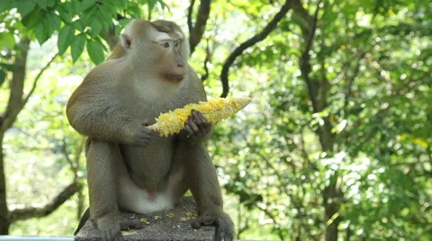 Monkey sits and eats corn Stock Footage 64569638