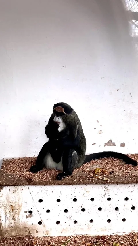 The monkey sits and eats with his hands. Stock Footage 153261920