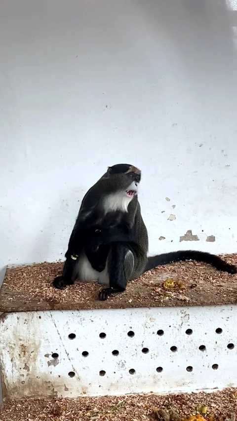 The monkey sits and eats with his hands. Stock Footage 153262231