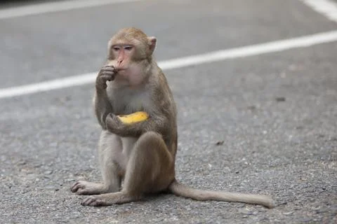 Monkey sits  and eats Stock Photos