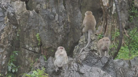 The monkey sits and eats on rock. at Khao Ngoo Rock Park , Ratchaburi , Thailand Vídeos de archivo 68741002