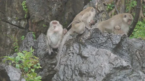 The monkey sits and eats on rock. at Khao Ngoo Rock Park , Ratchaburi , Thailand Stock Footage 68741069