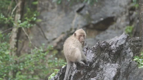 The monkey sits and eats on rock. at Khao Ngoo Rock Park , Ratchaburi , Thailand Vídeos de archivo 68741114