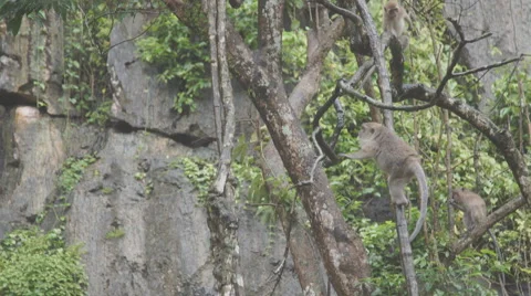 The monkey sits and eats on rock. at Khao Ngoo Rock Park , Ratchaburi , Thailand Vídeos de archivo 68741391